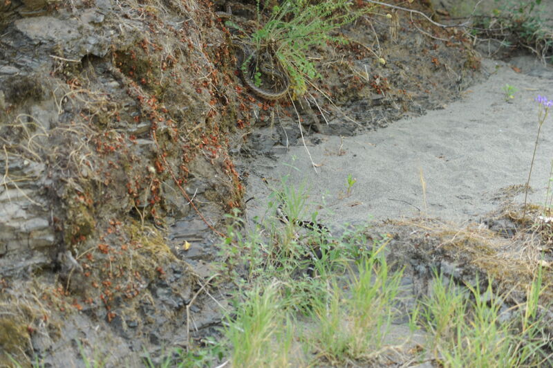 Gopher Snake vs. King Snake Encounter at Missouri Bar