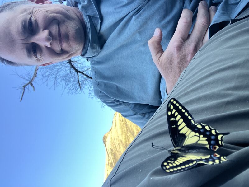 Swallowtail friend