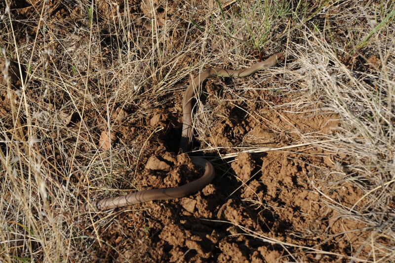 Snake in the Grass on Day 2 Camp HIke
