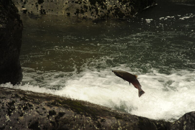 Salmon at KOP F1.2