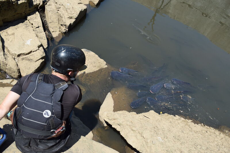 Fish stranding