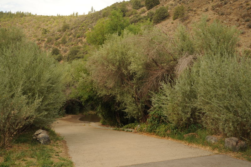Tree of Heaven Boat Ramp