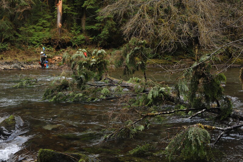 Tree Portage