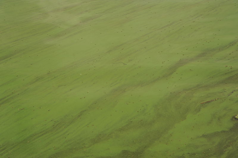 Copco Reservoir Algal Bloom