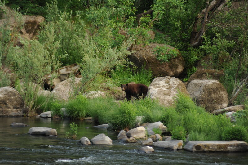 Bear Viewing Last Night