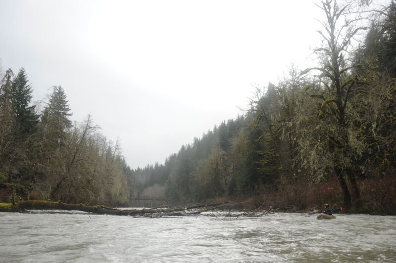 Tree Across 3/4 of the River