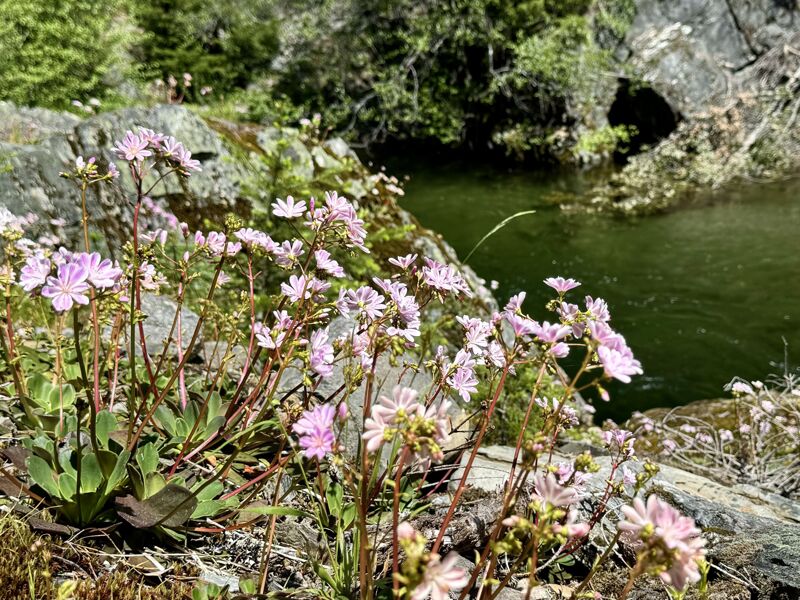 Lewisia