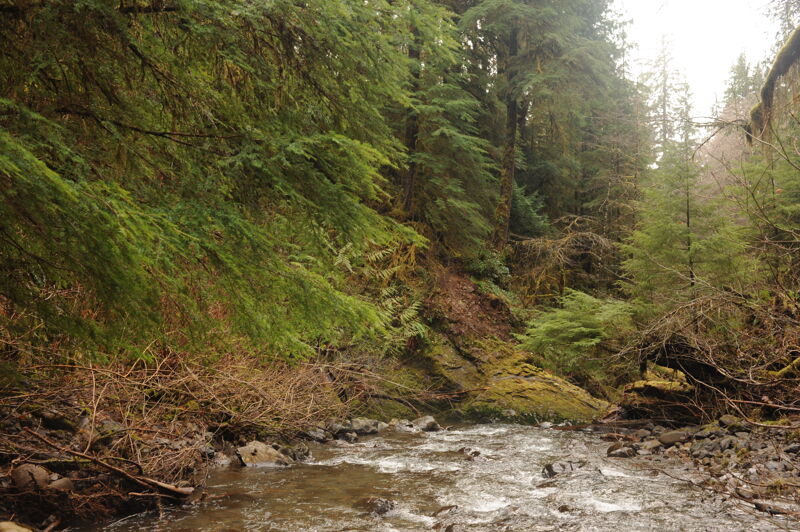 View Down the North Fork