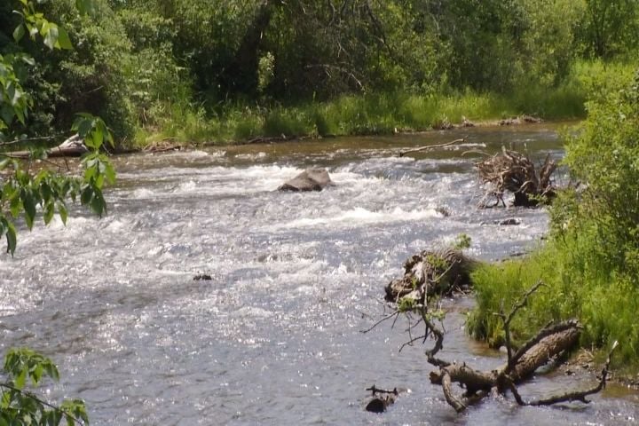 rapid 1