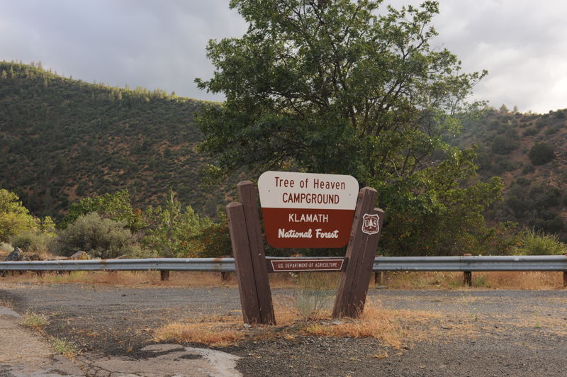 Tree of Heaven Access Sign