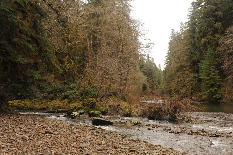 Hyas Creek South Fork Calwah Confluence Take-Out