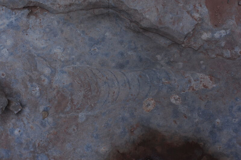 Nautiloid Fossil
