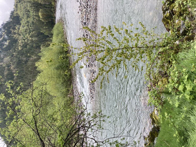Bridge Rapid Left Chute