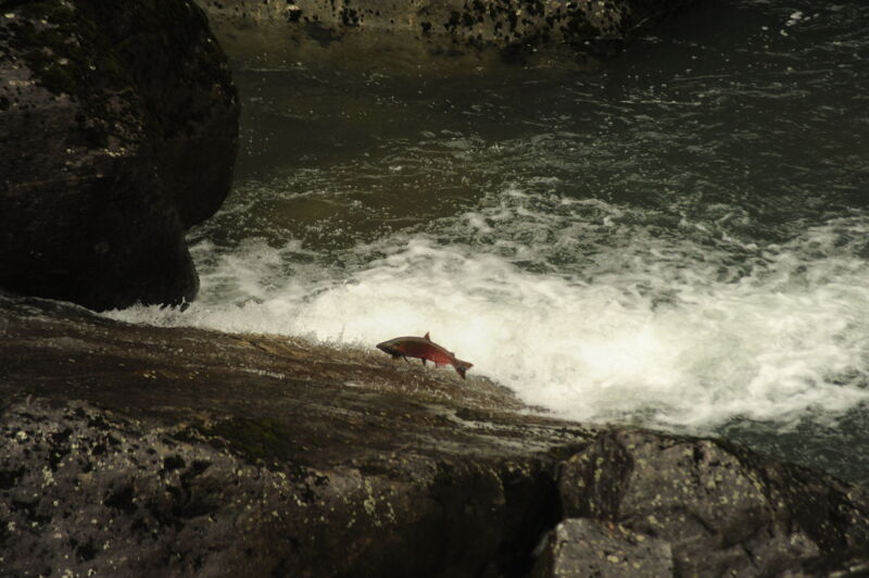 Salmon at KOP F1.2