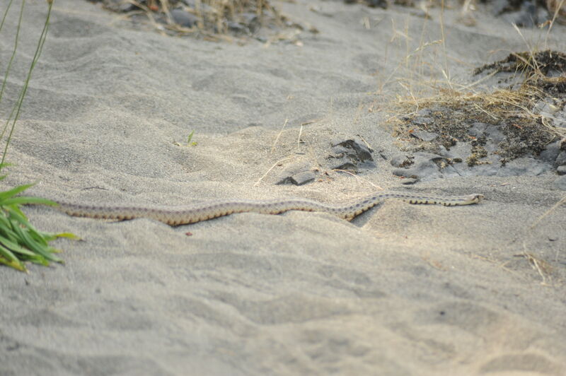 Gopher Snake on the Rogue River