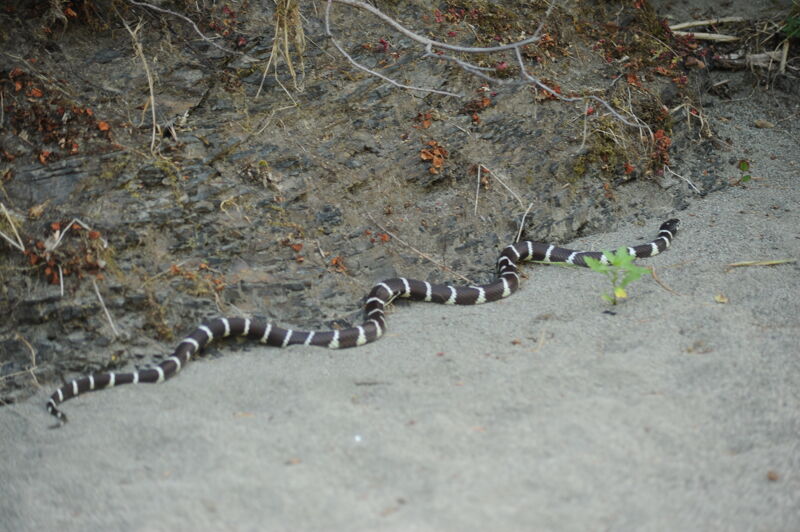 Snake at Missouri Bar