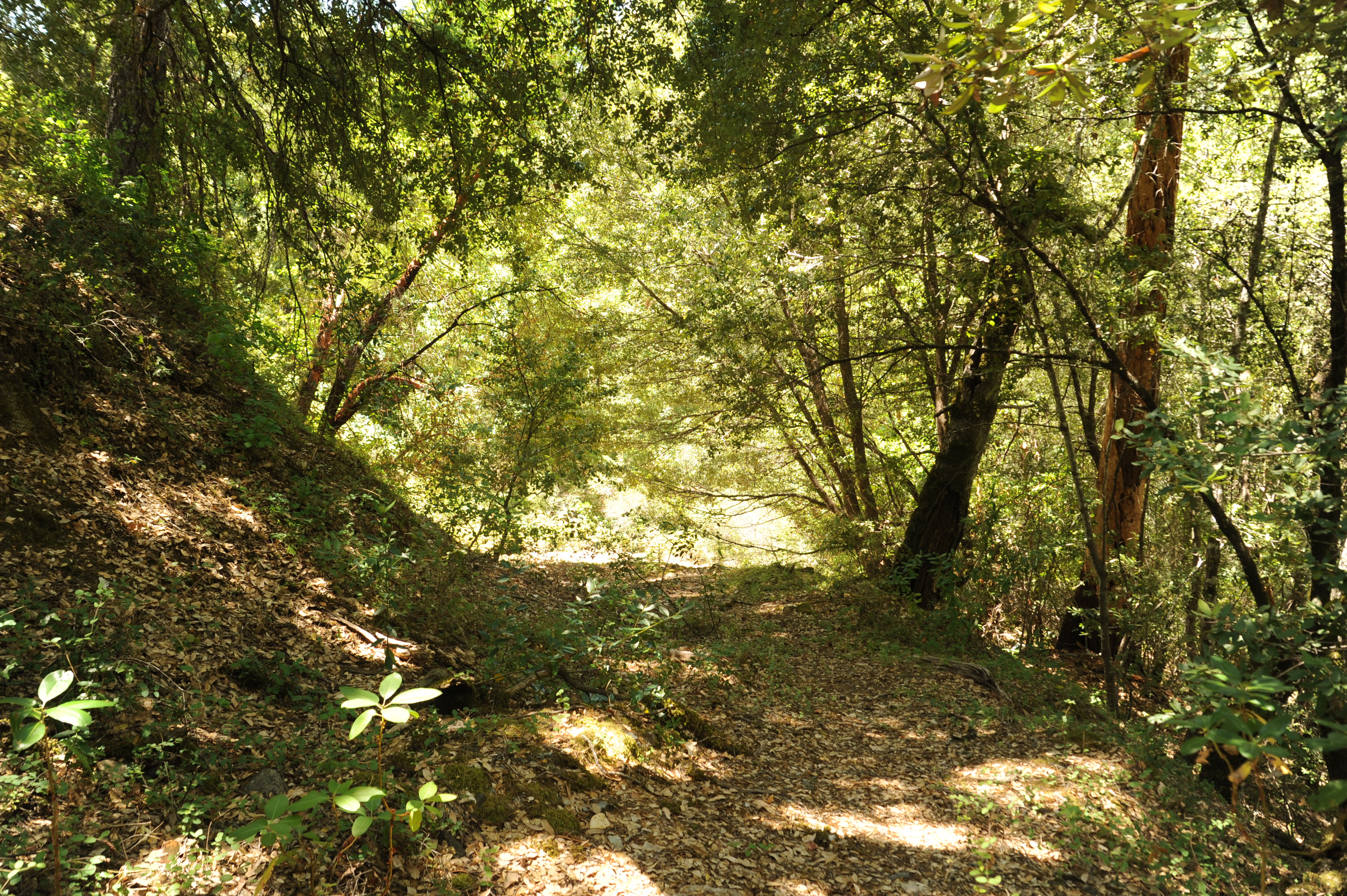 Reynolds Creek Access